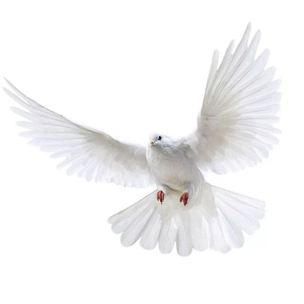 Наклейки на стену Peace Dove д – обзор и цена Xt Home Textiles