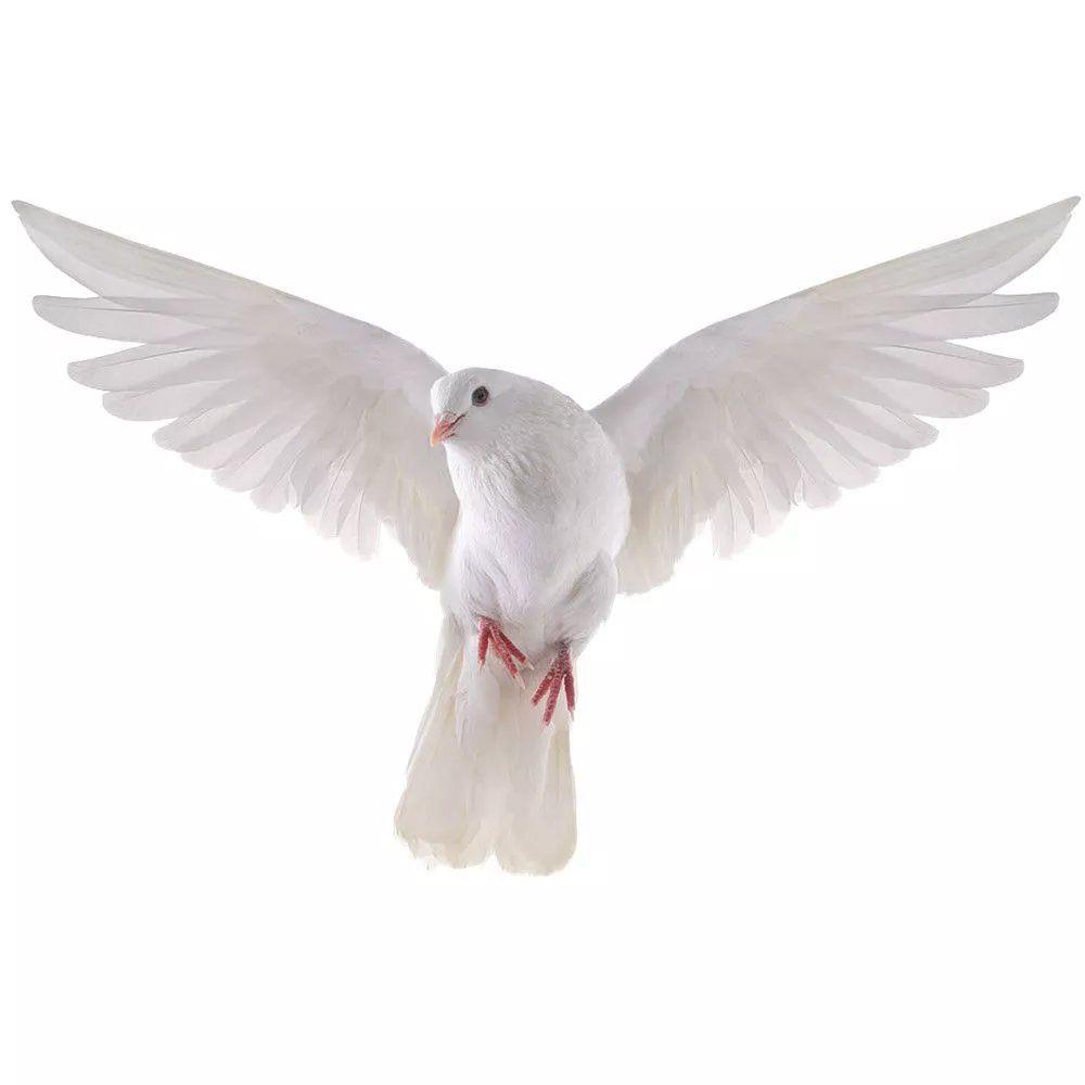 Наклейки на стену Peace Dove д – обзор и цена Xt Home Textiles